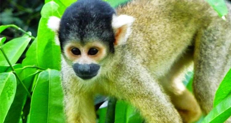 Close photo of a small monkey among lush green leaves in the rainforest.