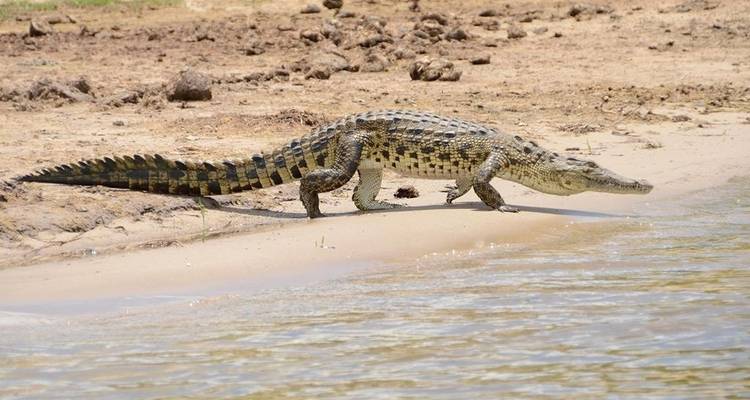 Victoria Falls et; Chobe Xtreme Adventure 5J/4N - de Livingstone - Bamba Travel 8