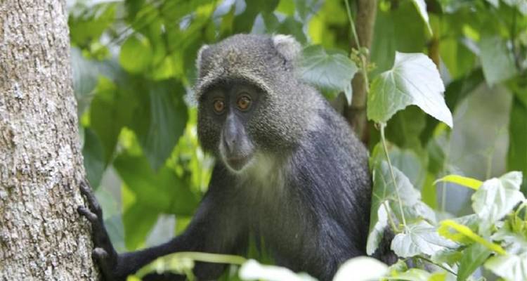 Join Our Expert Guides for an Unforgettable Day Trip Tour Arusha National Park. - Africa Natural Tours 4