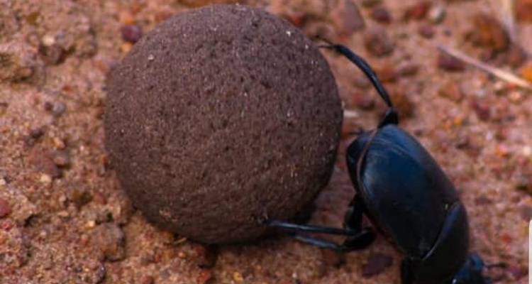 Overnight safari to Tsavo East from Diani - Perfect Wilderness Tours And Safaris 7