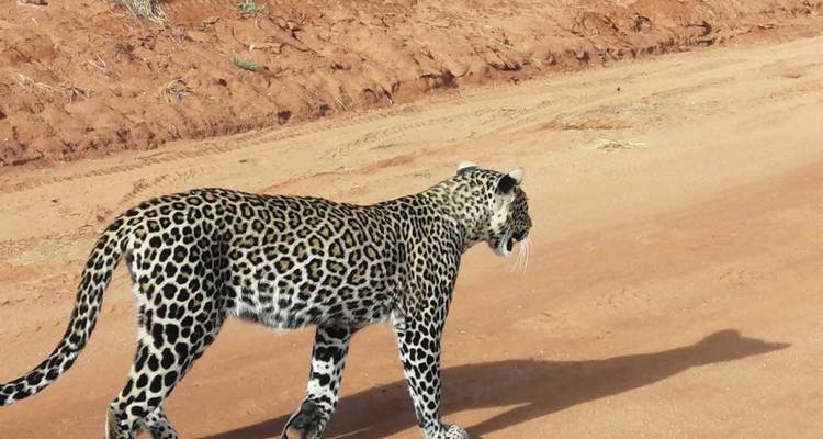 Overnight safari to Tsavo East from Diani - Perfect Wilderness Tours And Safaris 9