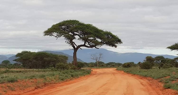 Safari de nuit à Tsavo East depuis la plage de Diani - Perfect Safari Africa tours and safaris 1