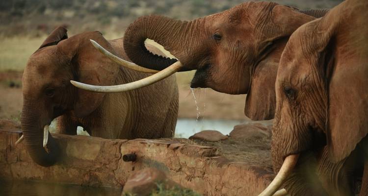 Safari de nuit à Tsavo East depuis la plage de Diani - Perfect Safari Africa tours and safaris 6