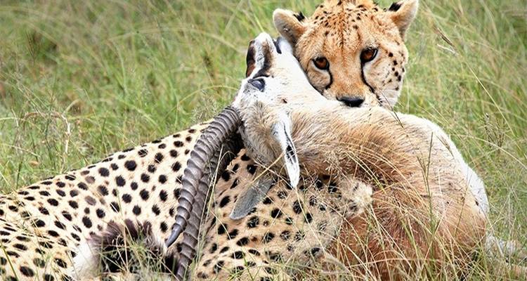 Guepardo sosteniendo presa en hierba alta.