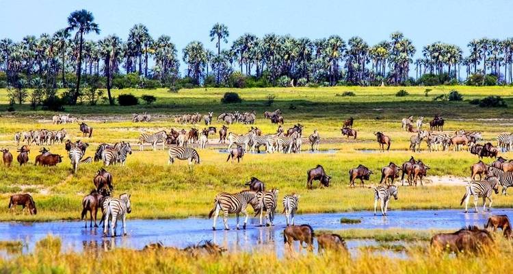 Okavango Adventure Tour (14 days) - Chamaeleon 10