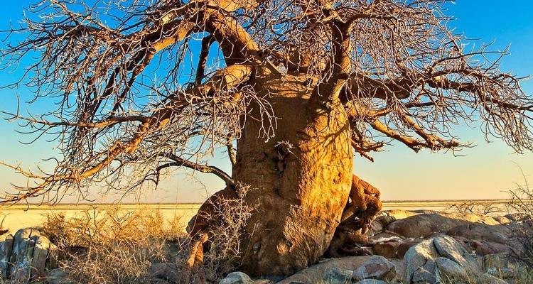 Okavango Adventure Tour (14 days) - Chamaeleon 3