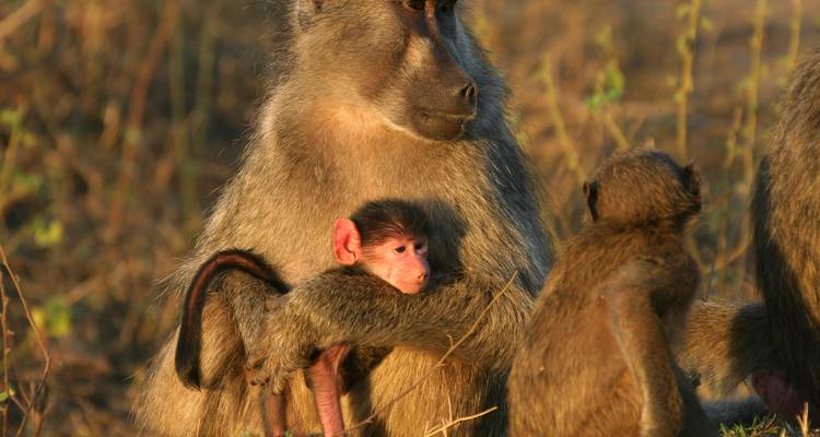 Big Five - 17 jours de voyage d'aventure - Chamaeleon 8