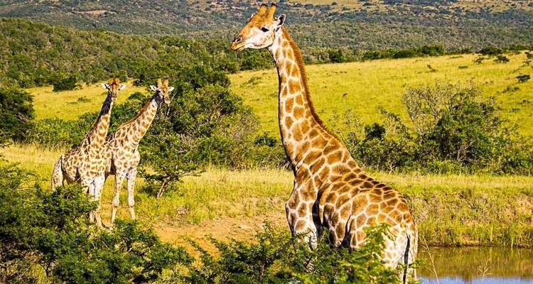 Big Five - 17 jours de voyage d'aventure - Chamaeleon 2