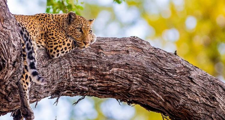 Big Five - 17 jours de voyage d'aventure - Chamaeleon 7