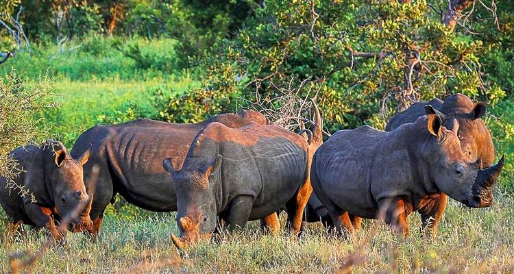 Big Five - 17 jours de voyage d'aventure - Chamaeleon 10