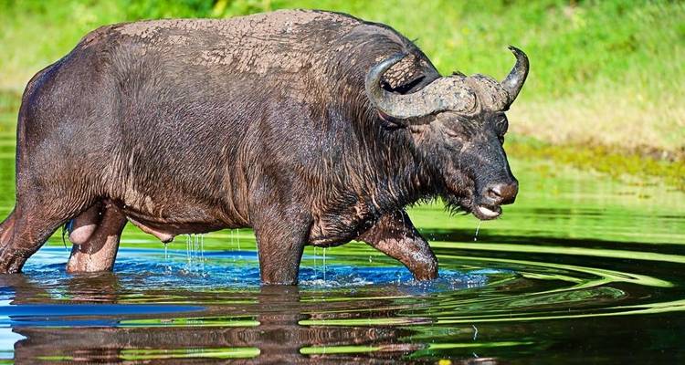 Big Five - 17 jours de voyage d'aventure - Chamaeleon 4