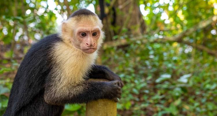 Monteverde Adventure Trip (14 days) - Chamaeleon 7
