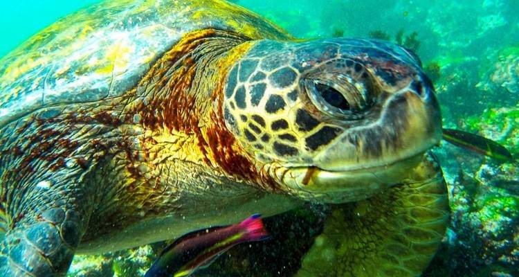 Isabela Adventure Trip (14 Days) - Chamaeleon 8