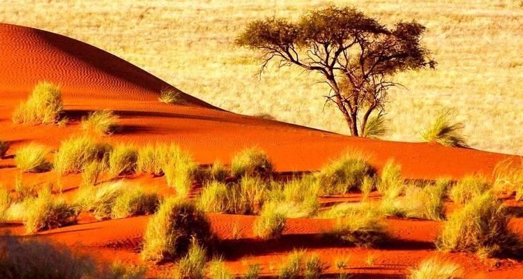 Kalahari - 15 days Adventure - Chamaeleon 4
