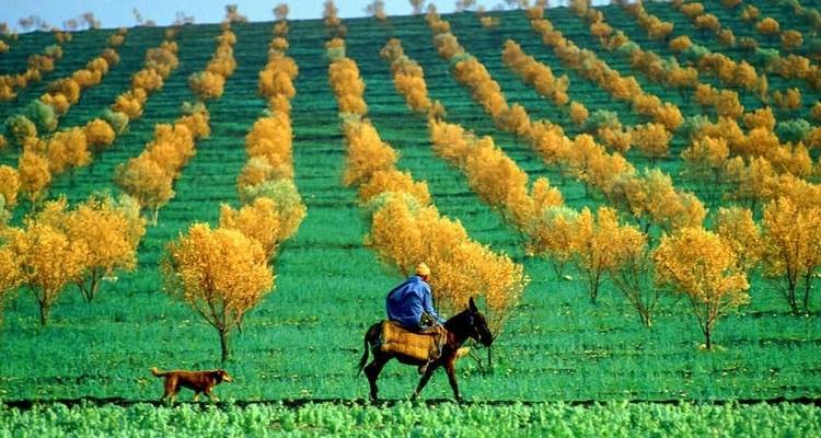 Person riding a horse through a vibrant, green agricultural field lined with yellow trees.