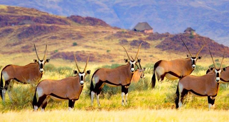 Mahango - 15 days Gourmet Tour - Chamaeleon 10