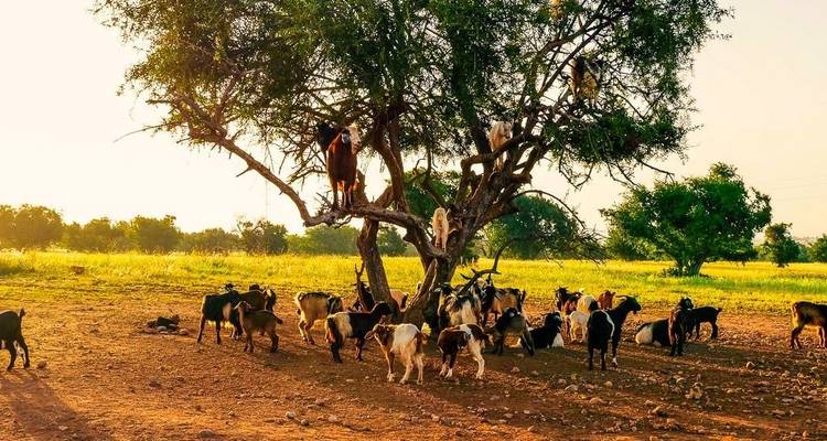 Goats perched on a tree and grazing in a field during sunset.