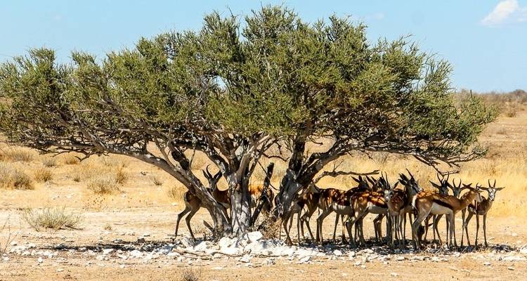 Himba - 16 days Adventure - Chamaeleon 3