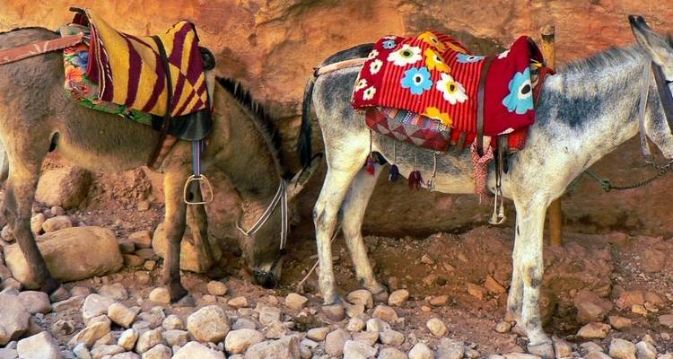 Petra Adventure - Chamaeleon 2