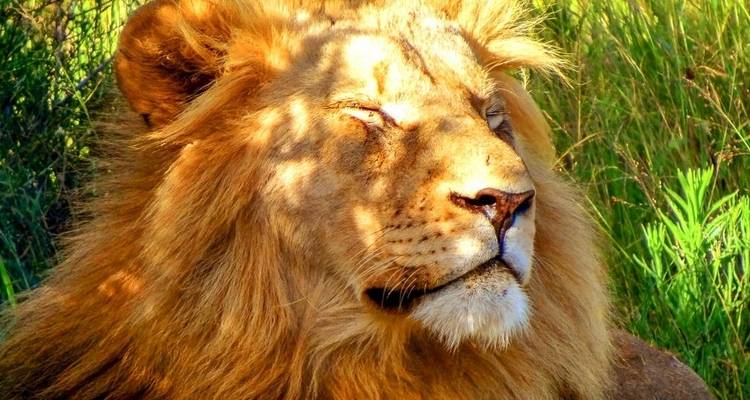 Liegender Löwe mit dichter Mähne unter einem Baum.