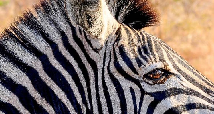 Nahaufnahme eines Zebragesichts mit deutlich sichtbaren Streifen.