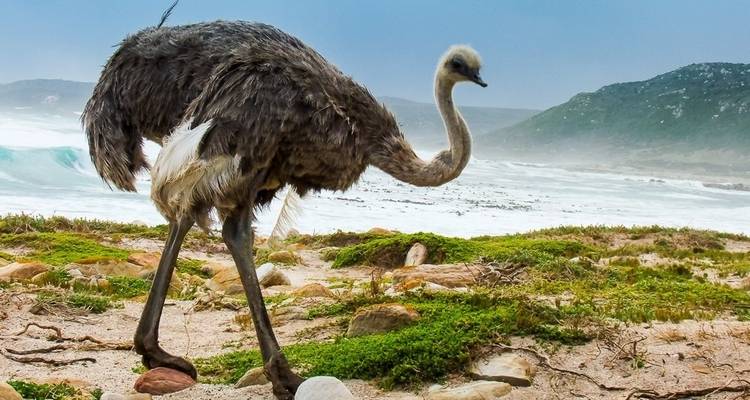 Strauß, der an einem Strand entlanggeht mit Wellen im Hintergrund.
