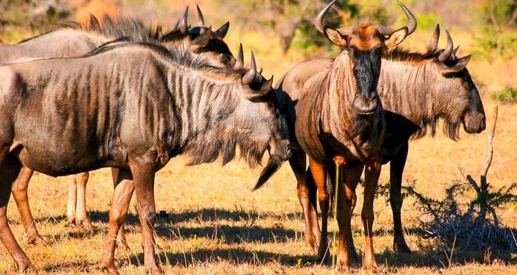 Herde von Gnus, die zusammen in einer Savanne stehen.