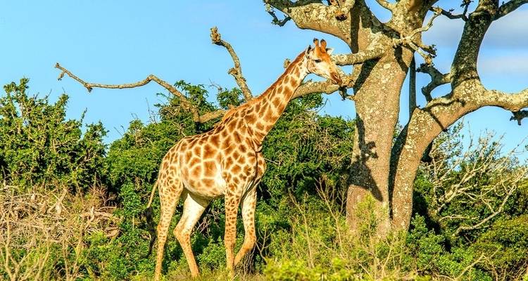 Giraffe, die neben einem Baum in der Savanne steht.