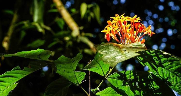 Borneo - 15 days Adventure Trip - Chamaeleon 7