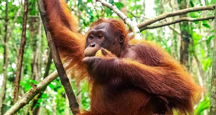 Borneo - 15 days Adventure Trip - Chamaeleon 8