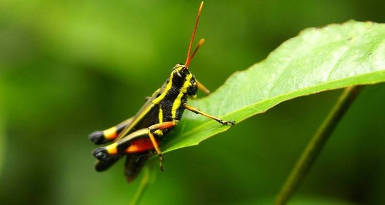 Borneo - 15 days Adventure Trip - Chamaeleon 3