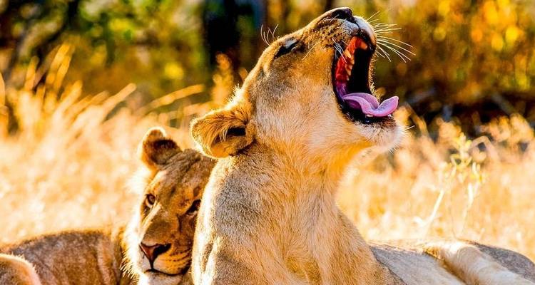 Limpopo Adventure - Chamaeleon 9