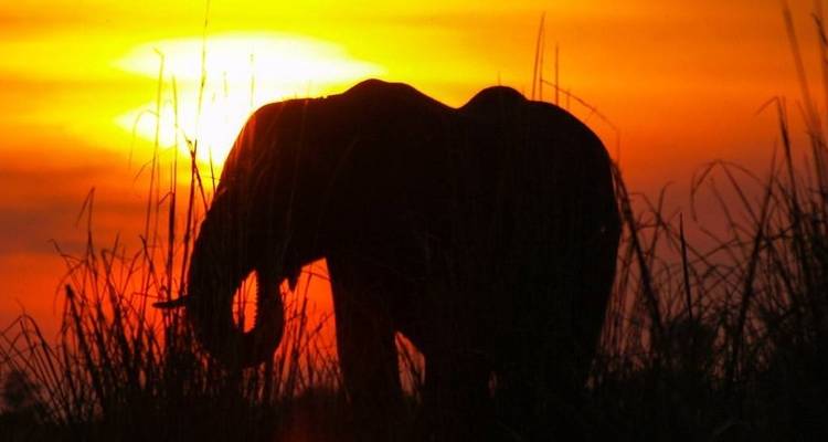 Limpopo Adventure - Chamaeleon 1
