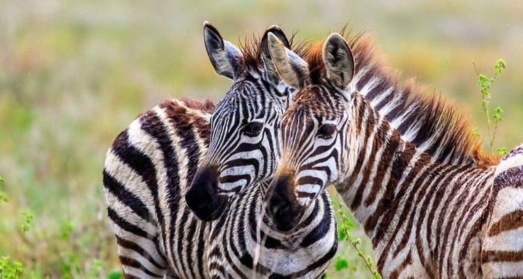 Ngorongoro - Voyage d'aventure de 14 jours - Chamaeleon 8