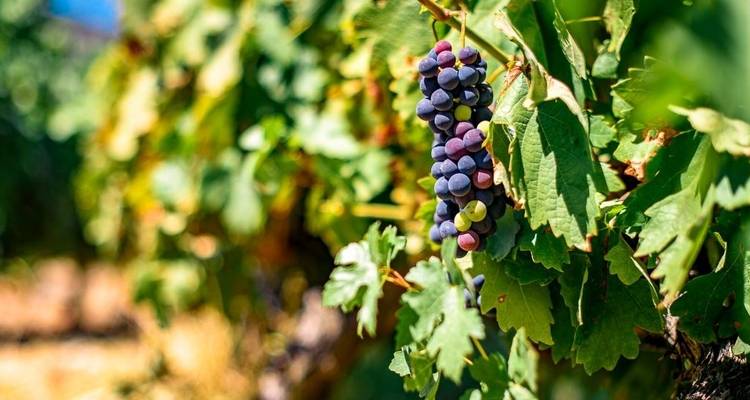 Gros plan de raisins dans un vignoble avec des feuilles vertes.