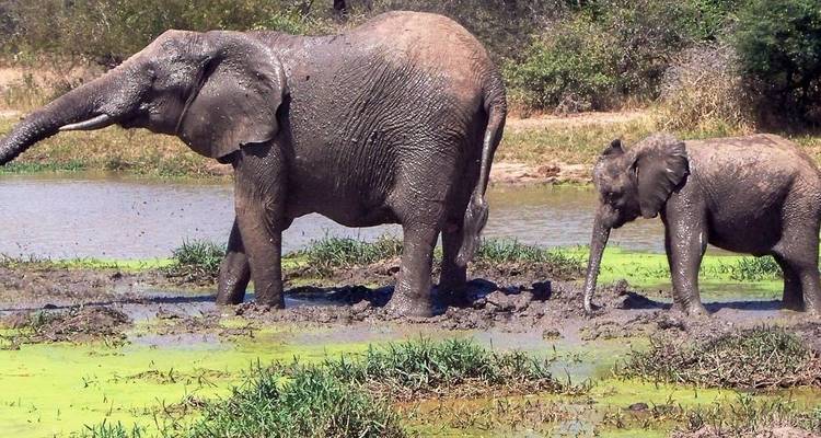Elefanten, die Schlamm in einem Wasserloch genießen.