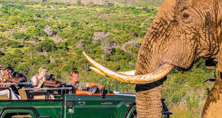 Elefant in der Nähe eines Safari-Jeeps mit Touristen.