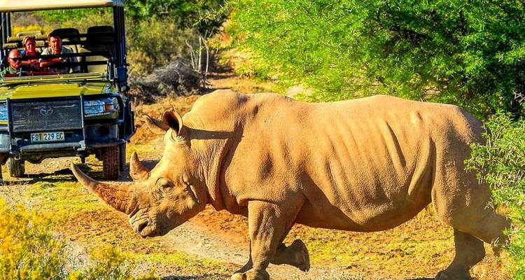 Nashorn überquert Feldweg mit Safari-Jeep im Hintergrund.