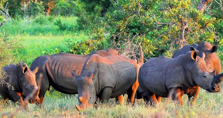 Nashörner grasen in einer üppigen Landschaft.