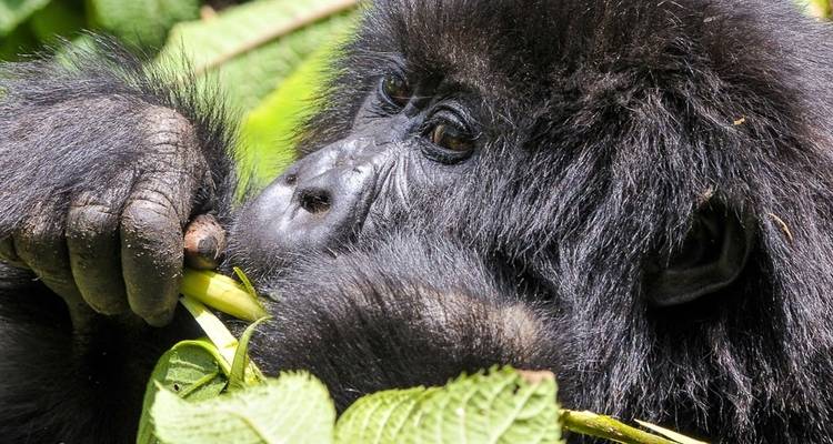Gorilla Adventure - Chamaeleon 3