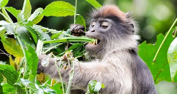 Gorilla Adventure - Chamaeleon 10