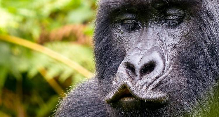 Gorilla Adventure - Chamaeleon 4