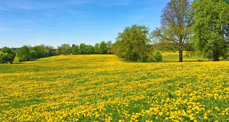 Weites Feld blühender gelber Blumen