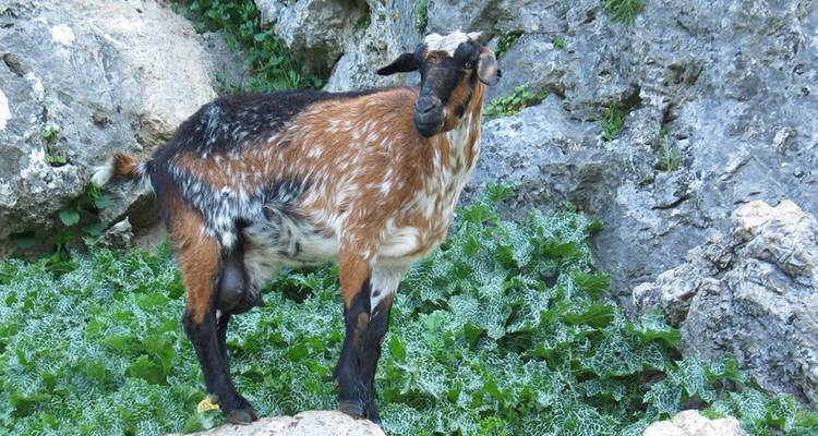 Une chèvre debout parmi les rochers et le feuillage vert.