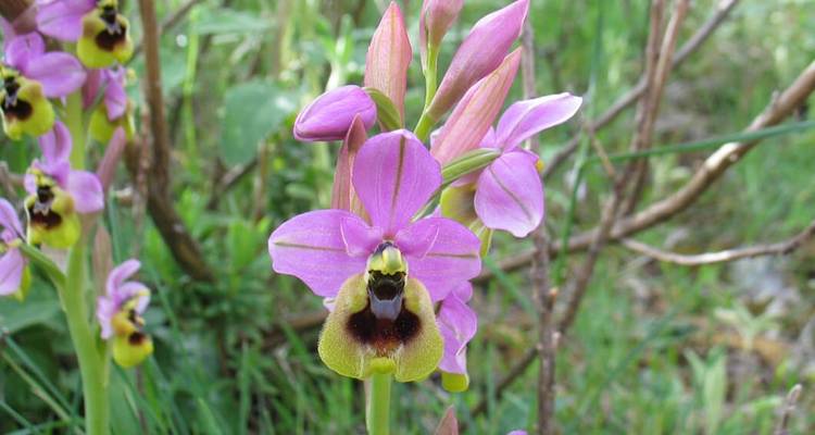 Gros plan d'une orchidée sauvage en fleur aux couleurs vives.