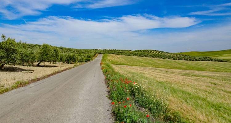 Schmale Landstraße, die durch hügelige andalusische Felder mit Oliven- und Getreideanbau unter blauem Himmel führt