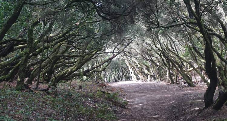 Sentier à travers une forêt enchanteresse aux arbres tortueux.
