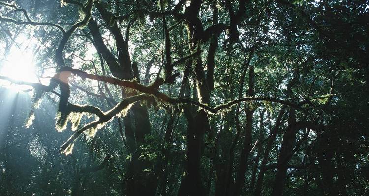Rayons de soleil filtrant à travers la canopée luxuriante de la forêt verte.
