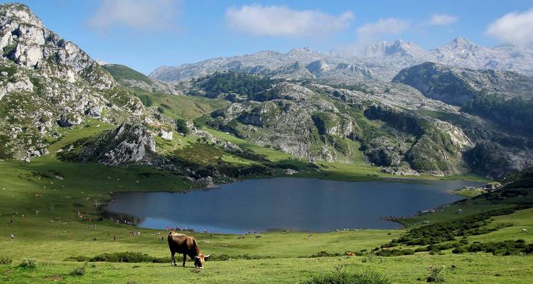 Eine malerische Berglandschaft mit einem See und weidenden Rindern.
