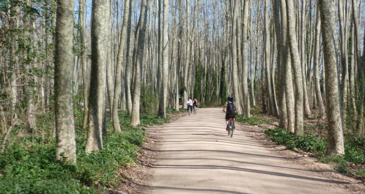 Radfahrer auf einem von Bäumen gesäumten Weg, umgeben von hohen Bäumen.